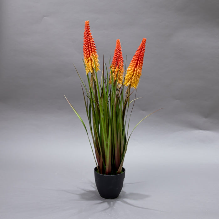 LONGJIN-70CM TORCH LILY GRASS (413252208)