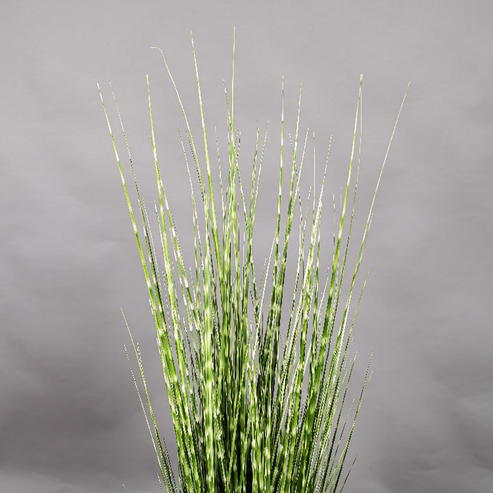 LONGJIN 48INCH ZEBRA GRASS WITH PLASTIC POT (413252059)