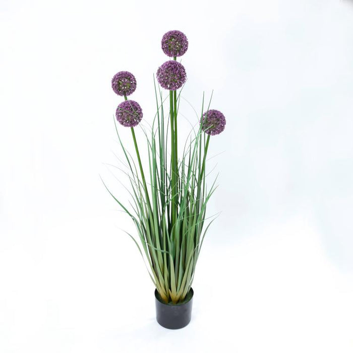 LONGJIN-43.3" ALLIUM GRASS PURPLE (413252240)