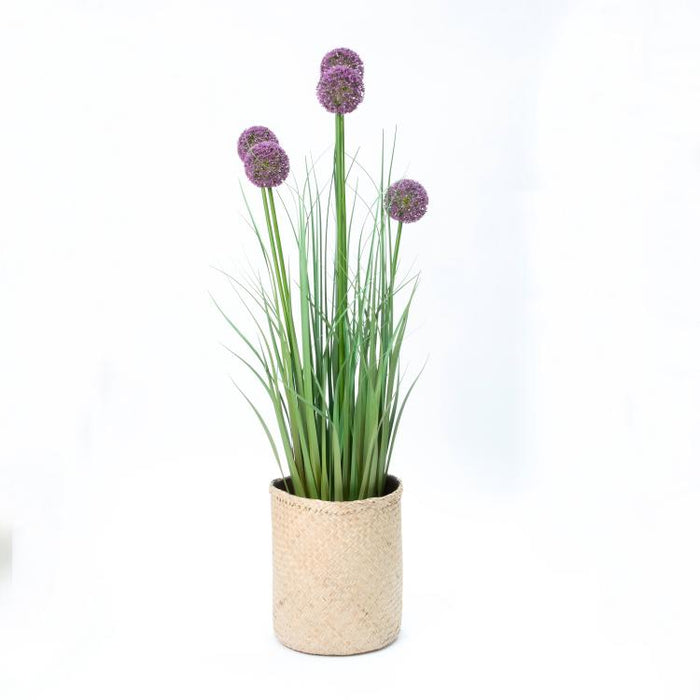 LONGJIN-43.3" ALLIUM GRASS PURPLE (413252240)