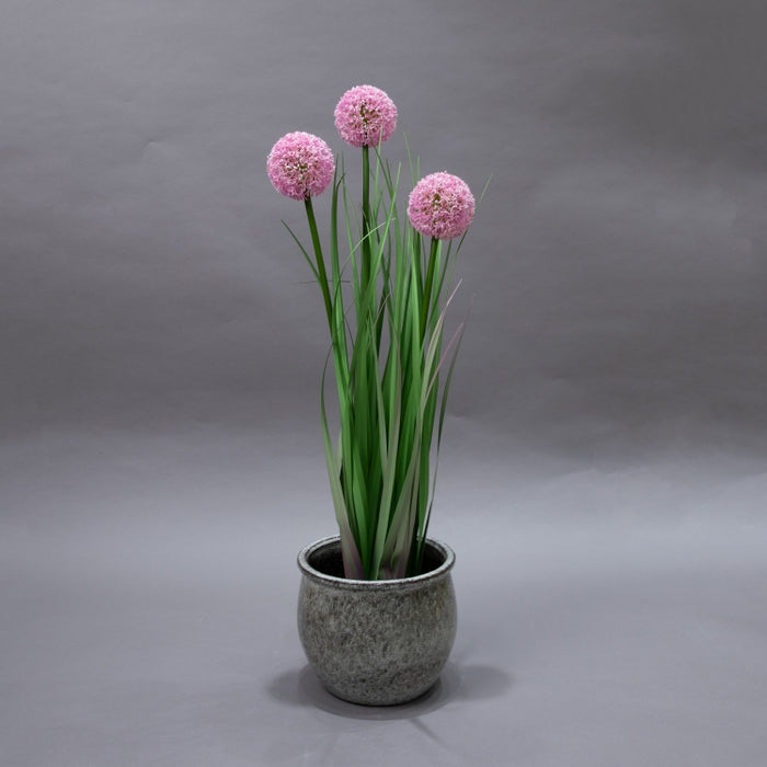 LONGJIN-80CM ALLIUM GRASS PINK (413252193)